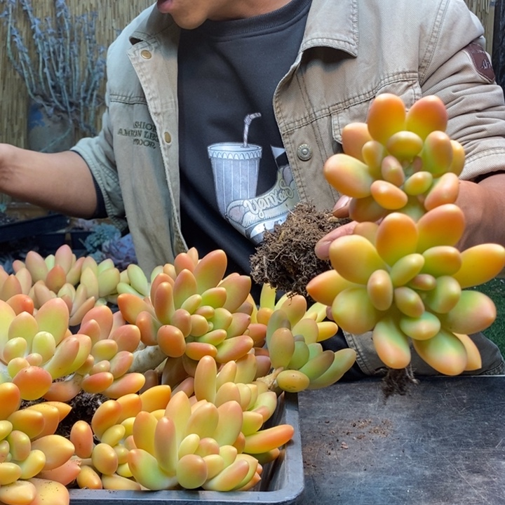 大***华77 号金蝉多肉植物