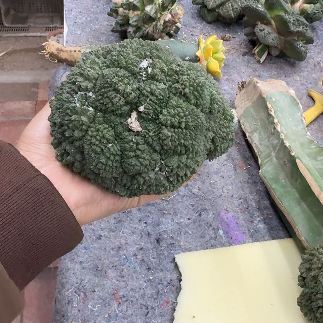 阳***上哥斯拉牡丹，带砧木发货