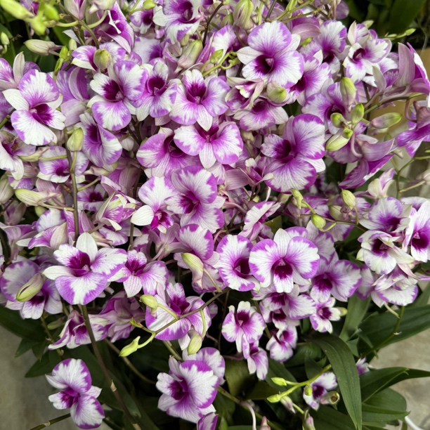 丫丫泼墨 泰秋石斛兰花好养 保苗不保花