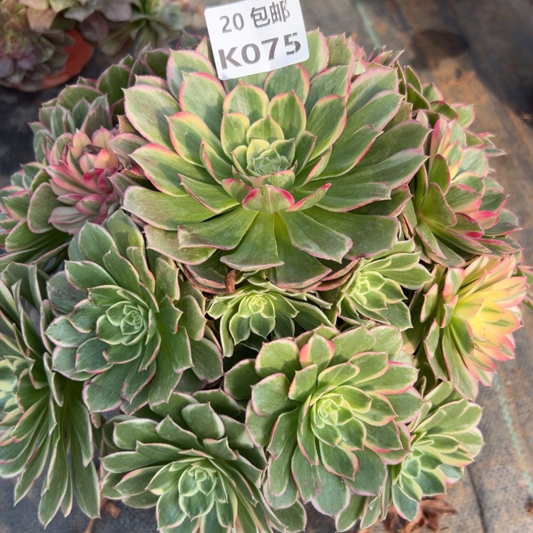 075青禾，满20包邮