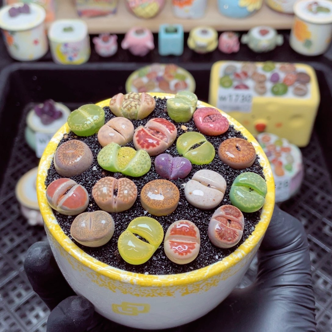 w1732--带盆土发货，零下地区拍保温箱