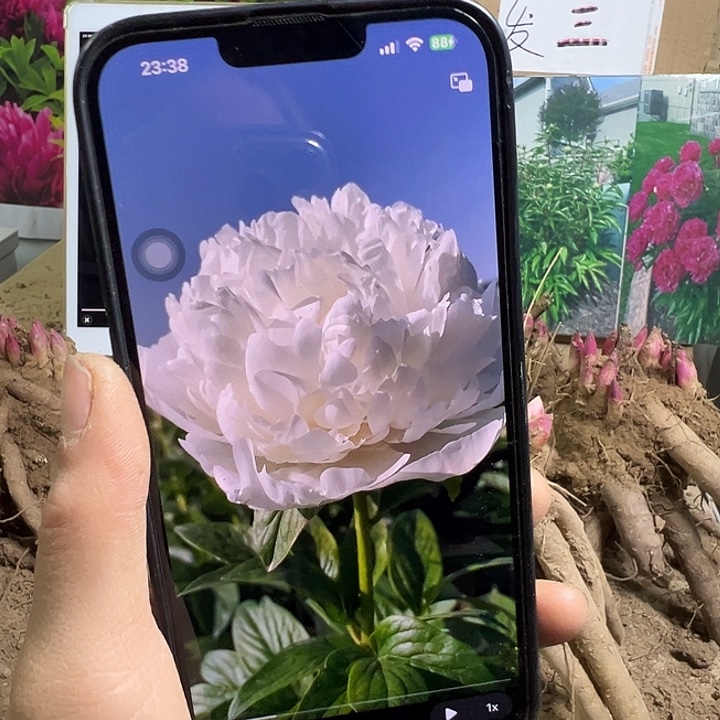 完全开放欧文斯上校