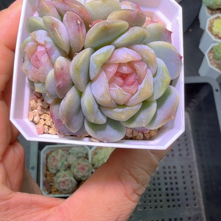 桃花多肉三头群生