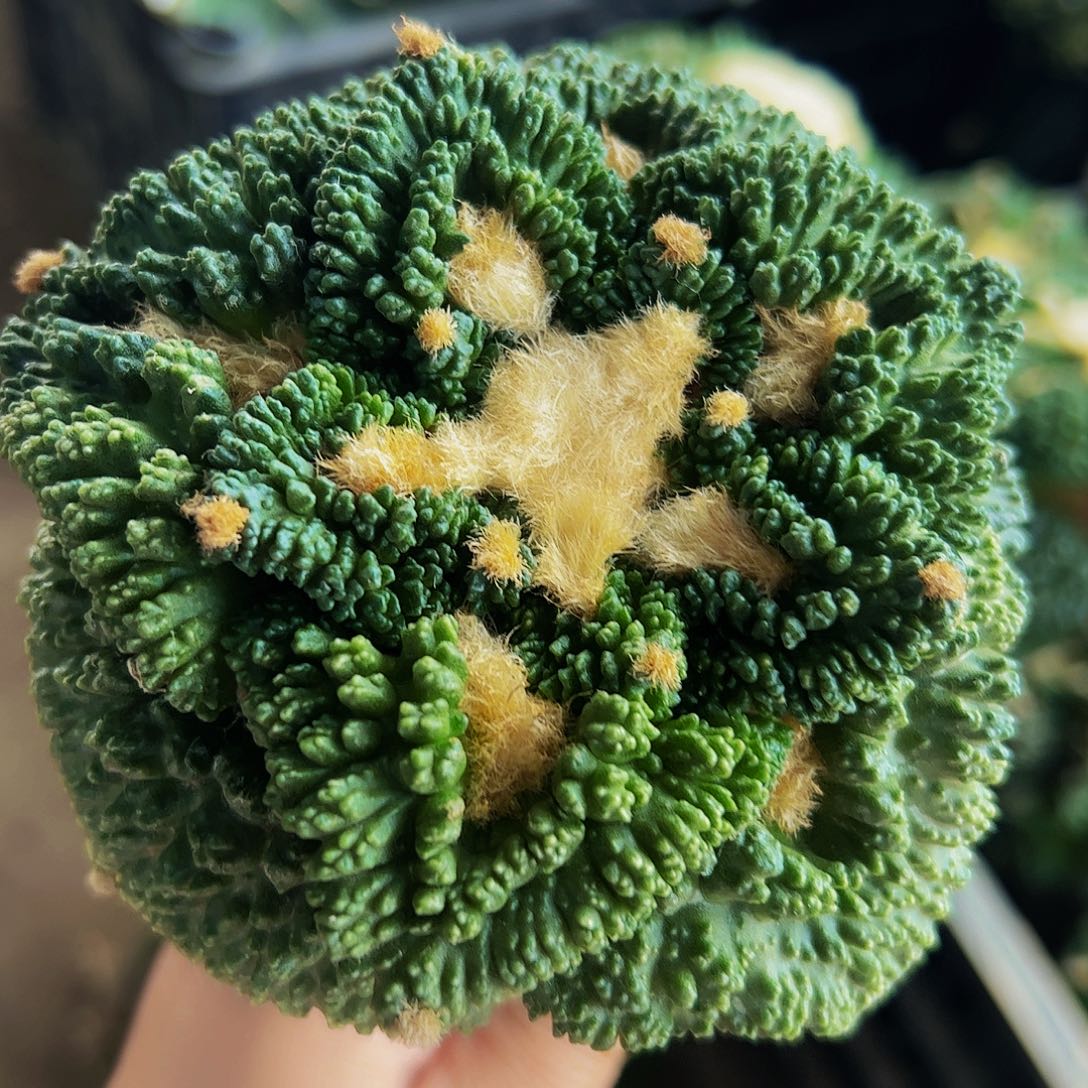 全部花朵福利大尤哥斯拉阴阳锦207