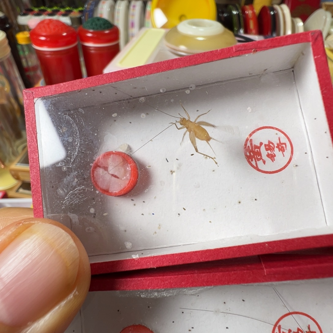 雪***雪蟋蟀两只黄老师中黄