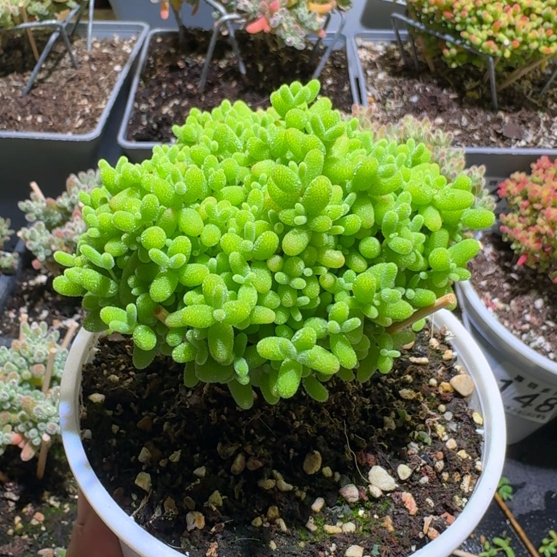 蜜橘糖球枝干番杏138