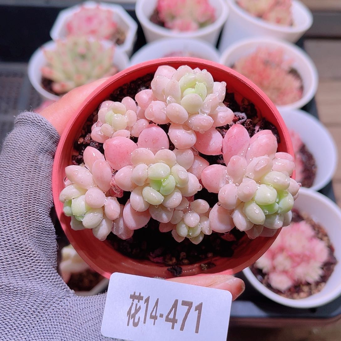 花14-471洛可可群