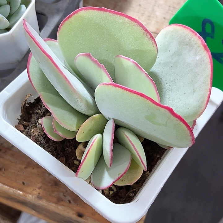 多肉植物白眉822