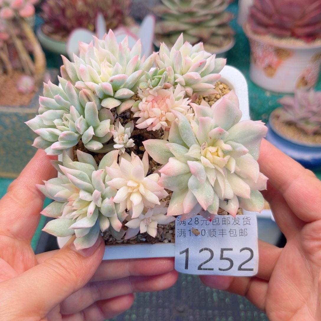 大1252；sgcvcbbnbbn