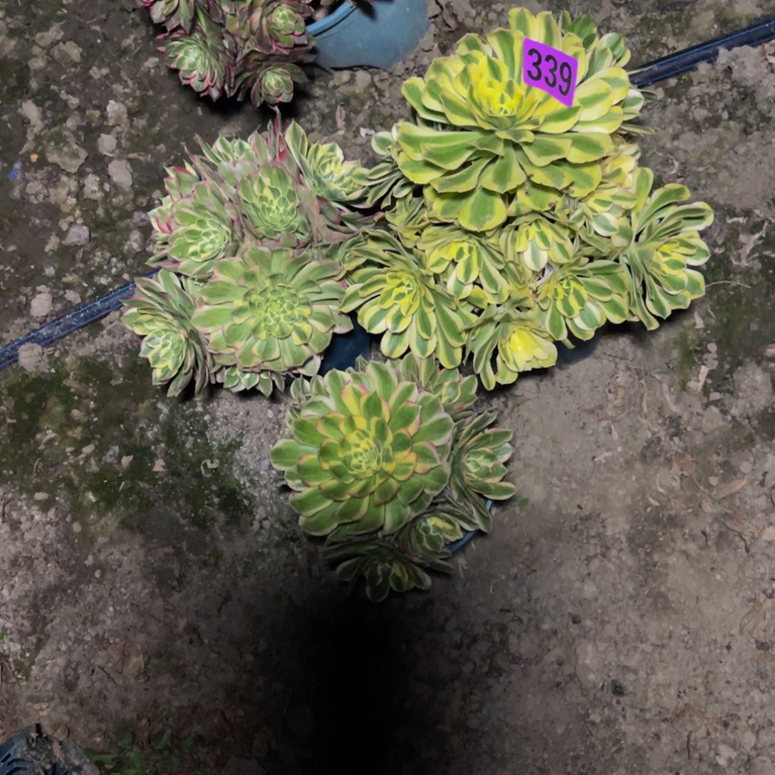 三盆法师26//////21包邮