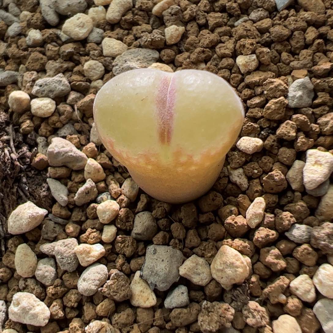 编号混合美风铃一颗115。 