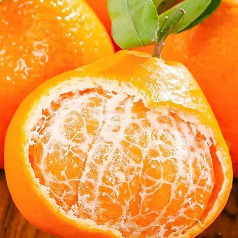 四川春见爆汁纯甜甘橘子5/8斤现摘现发产地直发qq