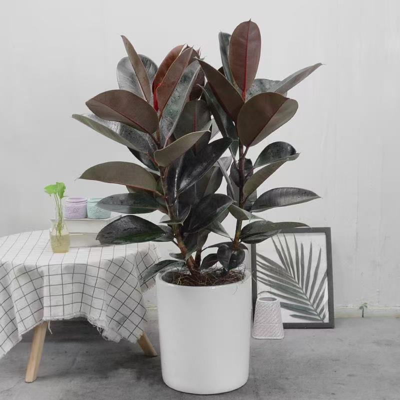 【莉莉甄选】橡皮树独杆单头单颗黑金刚橡皮树盆栽