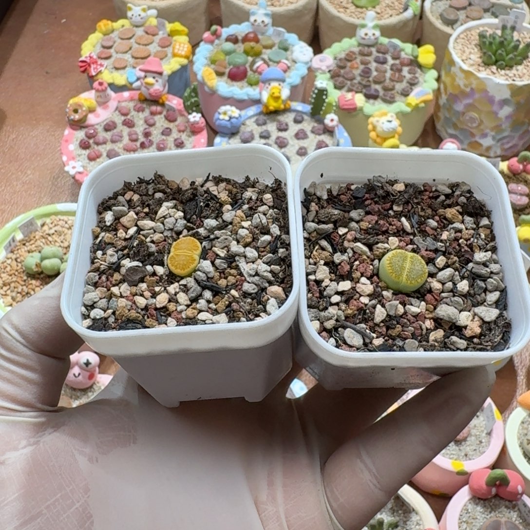 煮***茶1210-016绿菊菊菊菊菊