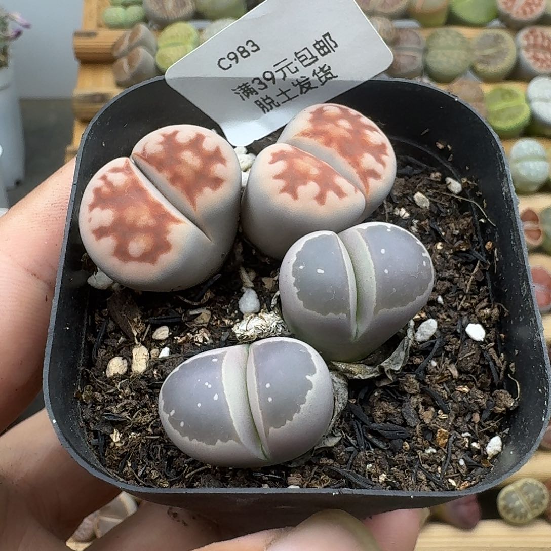 983多肉哈哈哈哈哈哈哈