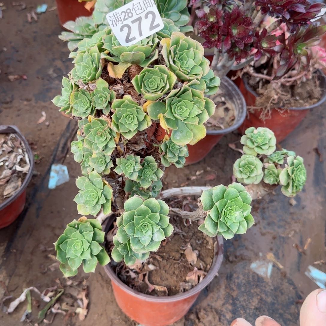 绿羊绒多肉瑕疵272满28包邮断枝不包