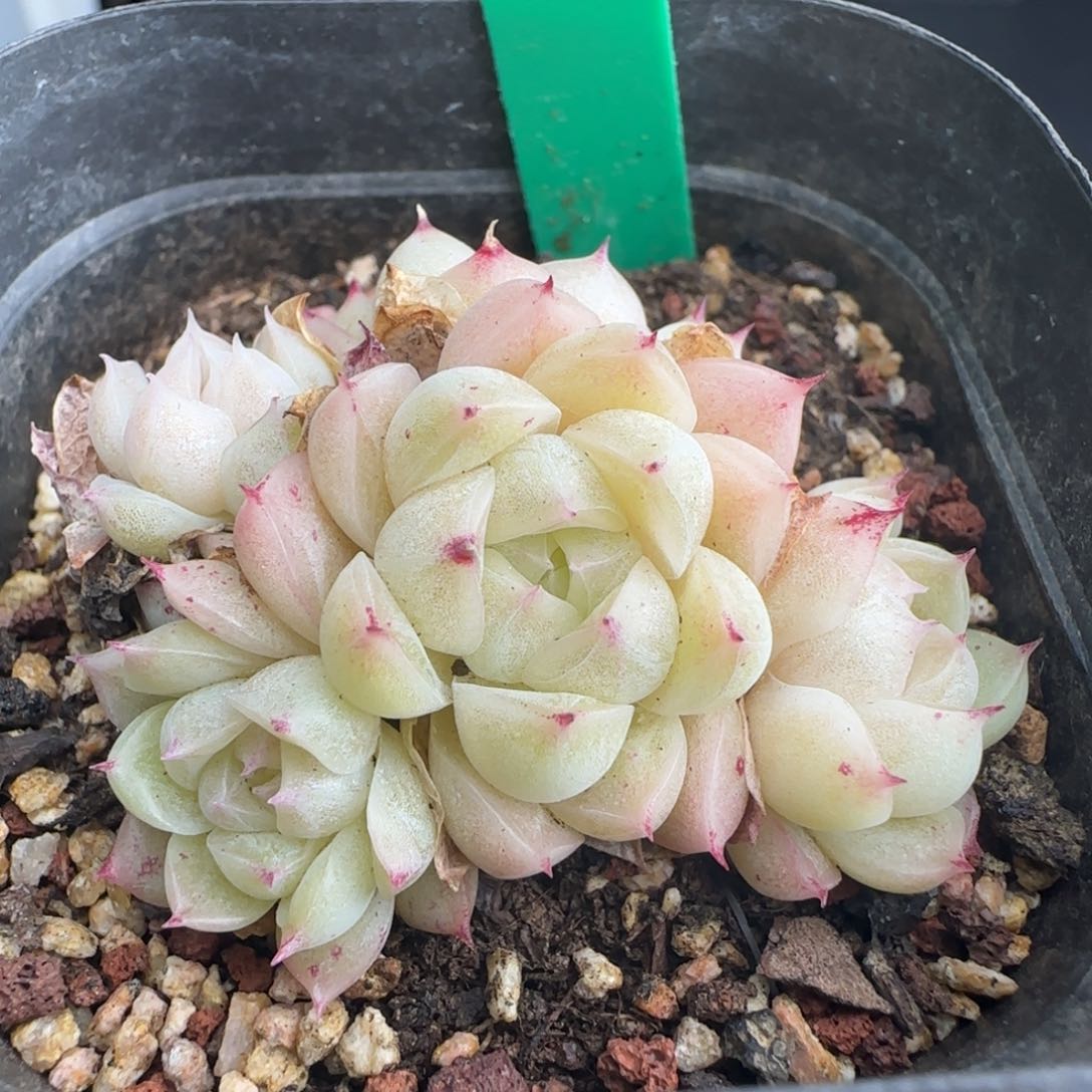 多肉226   麦秆不包整6厘米盆h