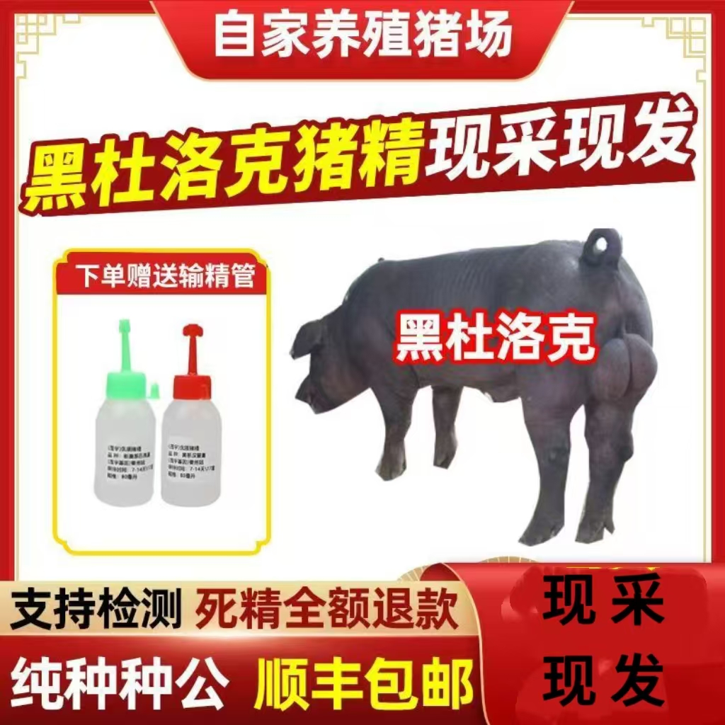 原种黑金刚兽用猪精一个包邮包活现采现发