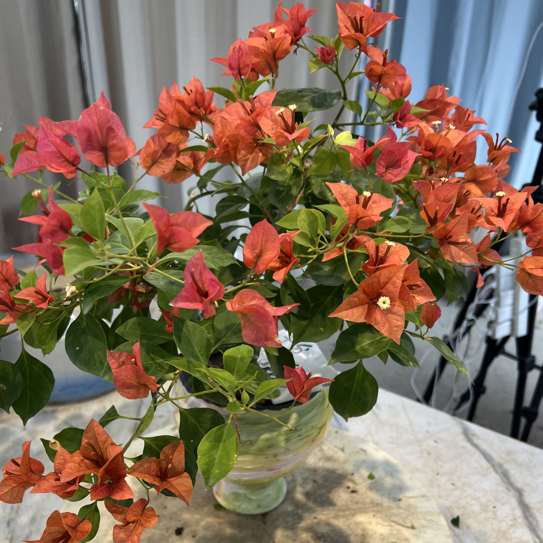 三角梅花卉盆栽室内花卉漳红樱壮苗好养易开花适合阳台庭院种植