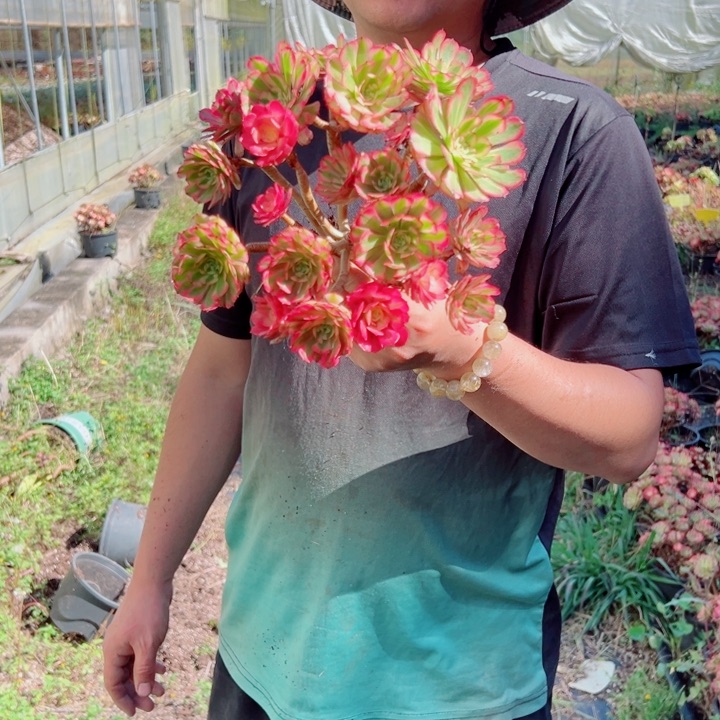 小颗粉铜露养多肉法师