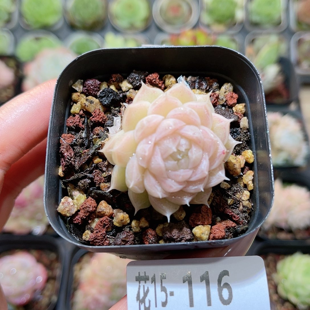 花利美15-116麦秆