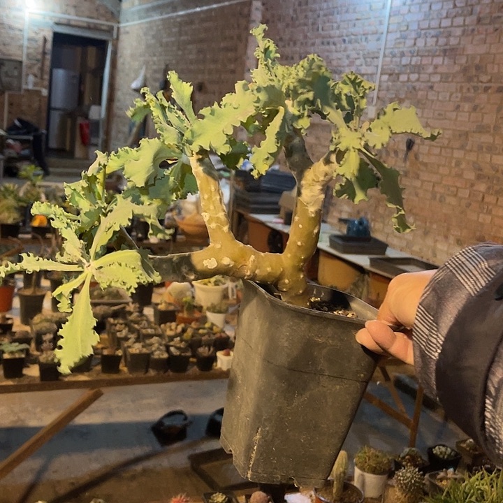 满38包邮2天凑单，脱土晾根发货多肉植物雪露厚敦菊