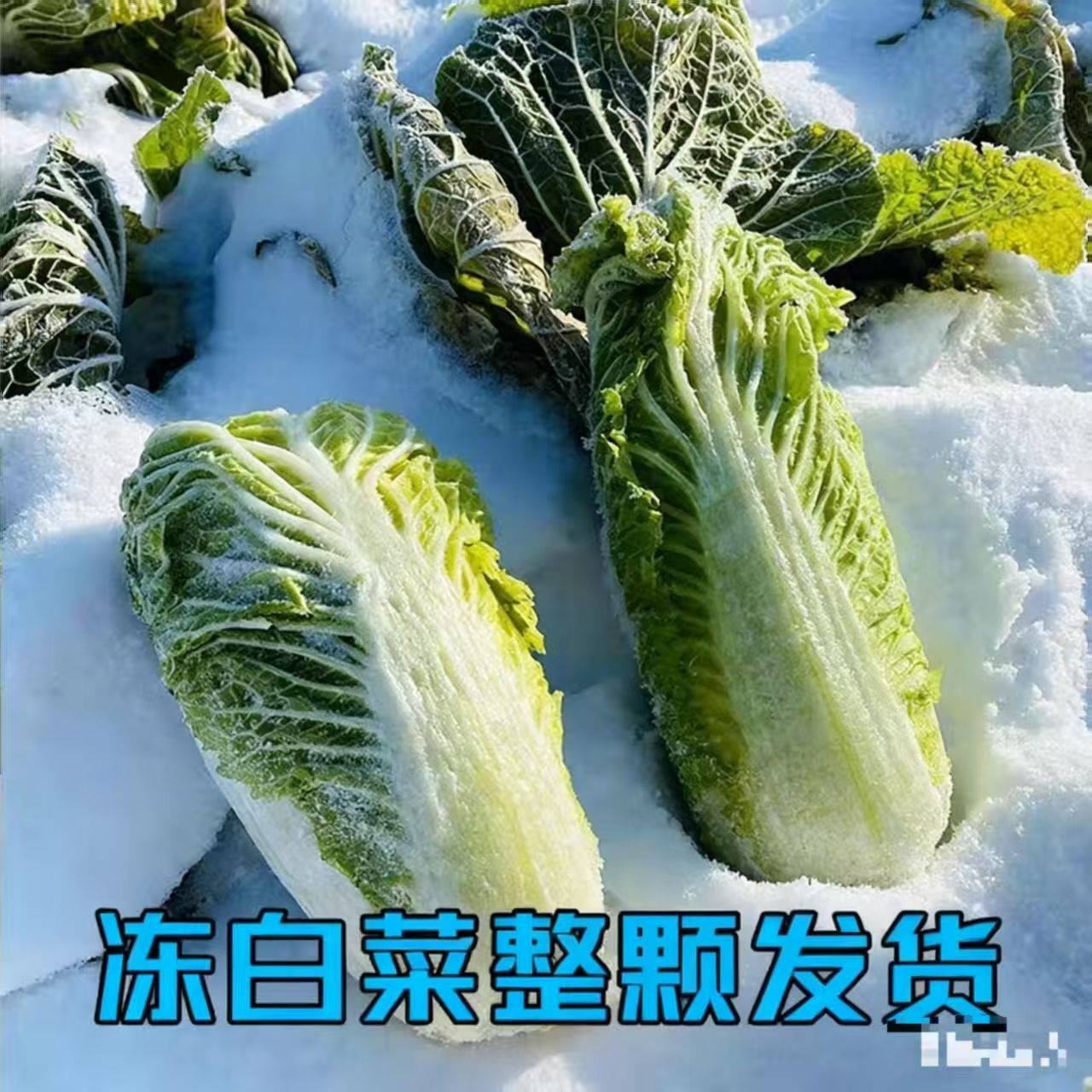 东北露天冻白菜新鲜现摘清甜可口火锅蔬菜