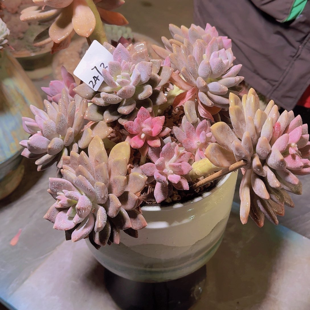 前**事2473杂交多肉带盆