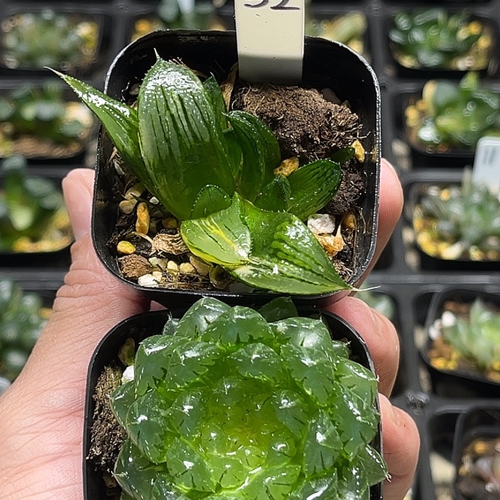 32茜云锦+翠云玉露锦