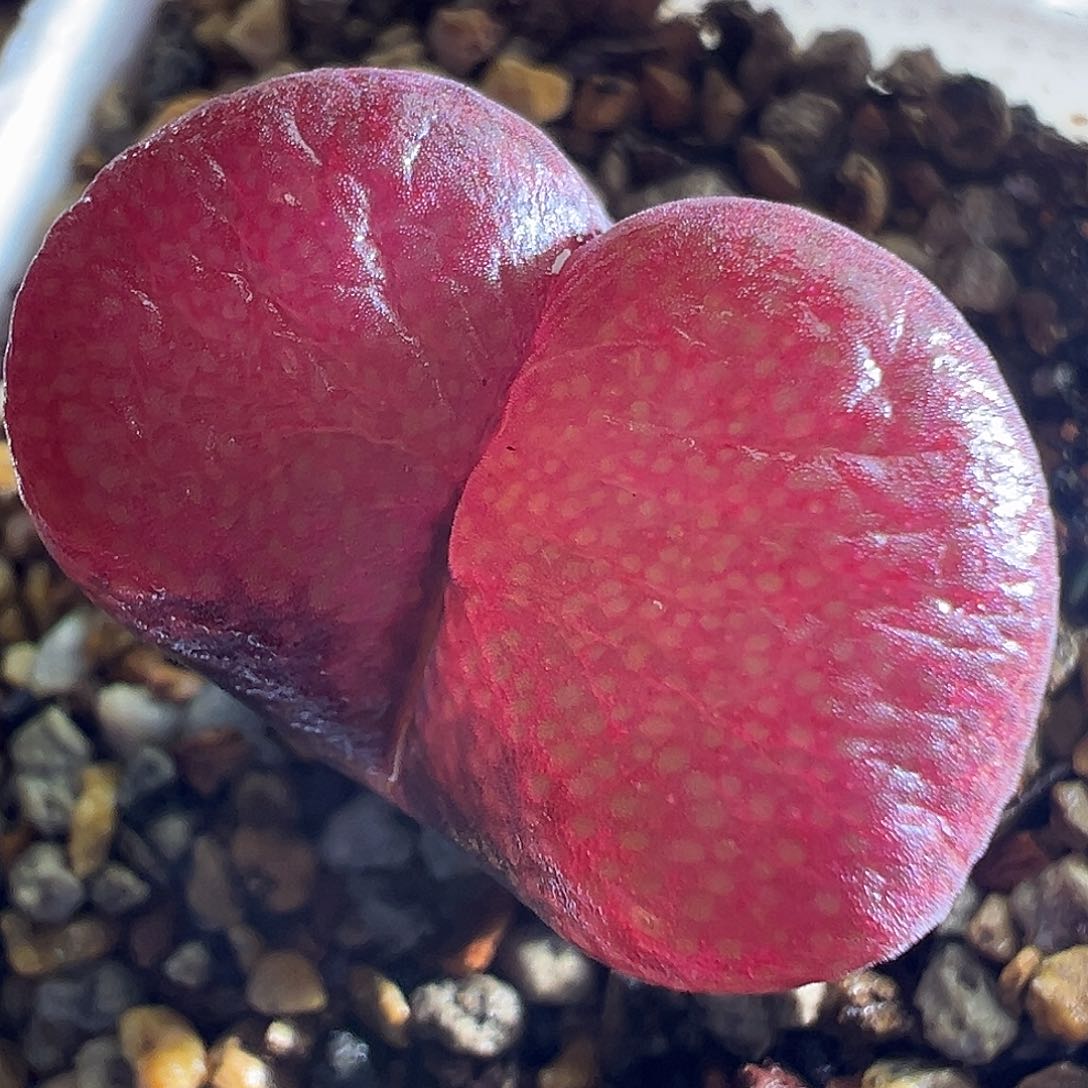 77# 赤焰美人杂交红风铃