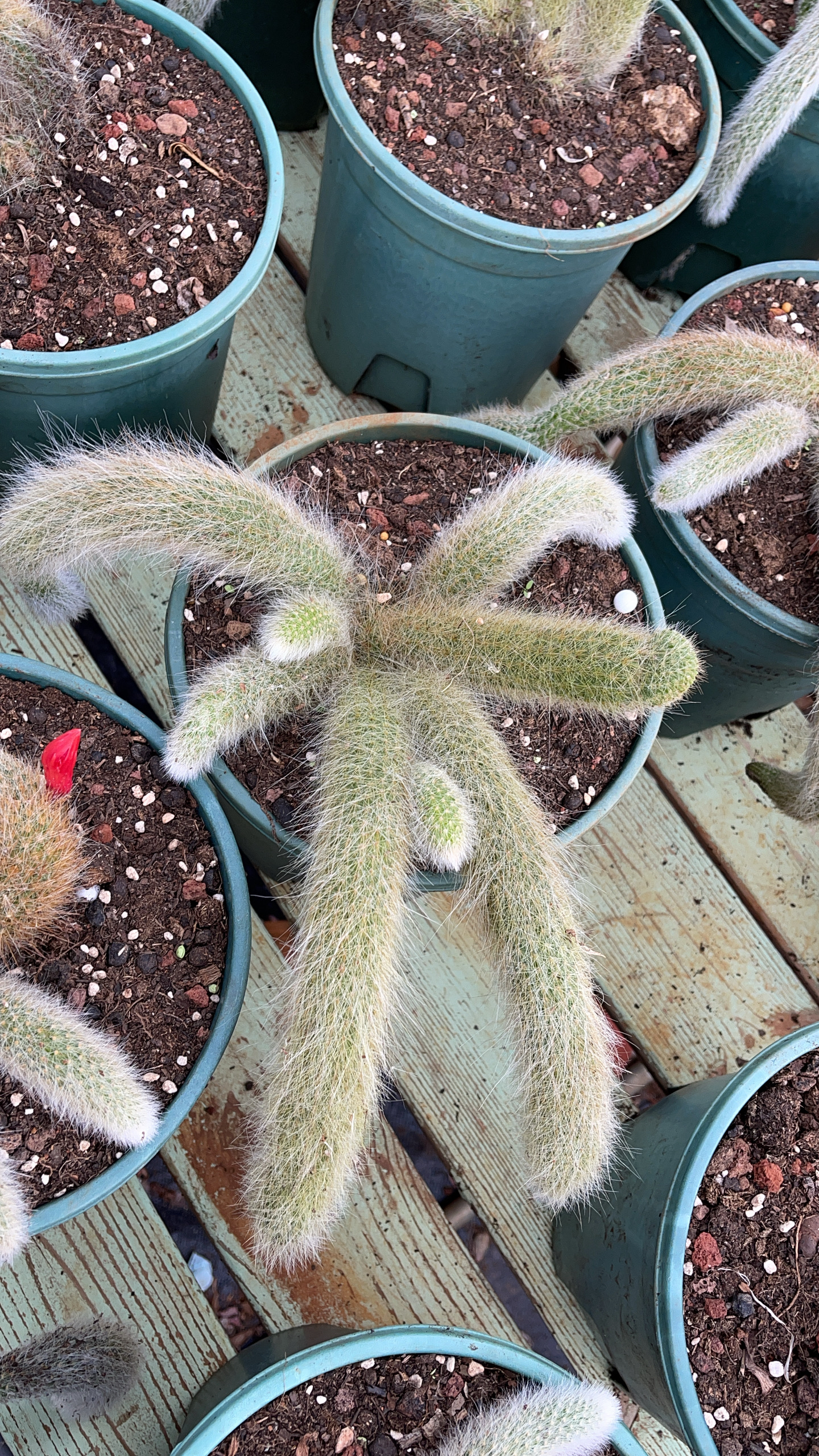 开花九尾狐多肉植物盆栽办公室内防辐射易活