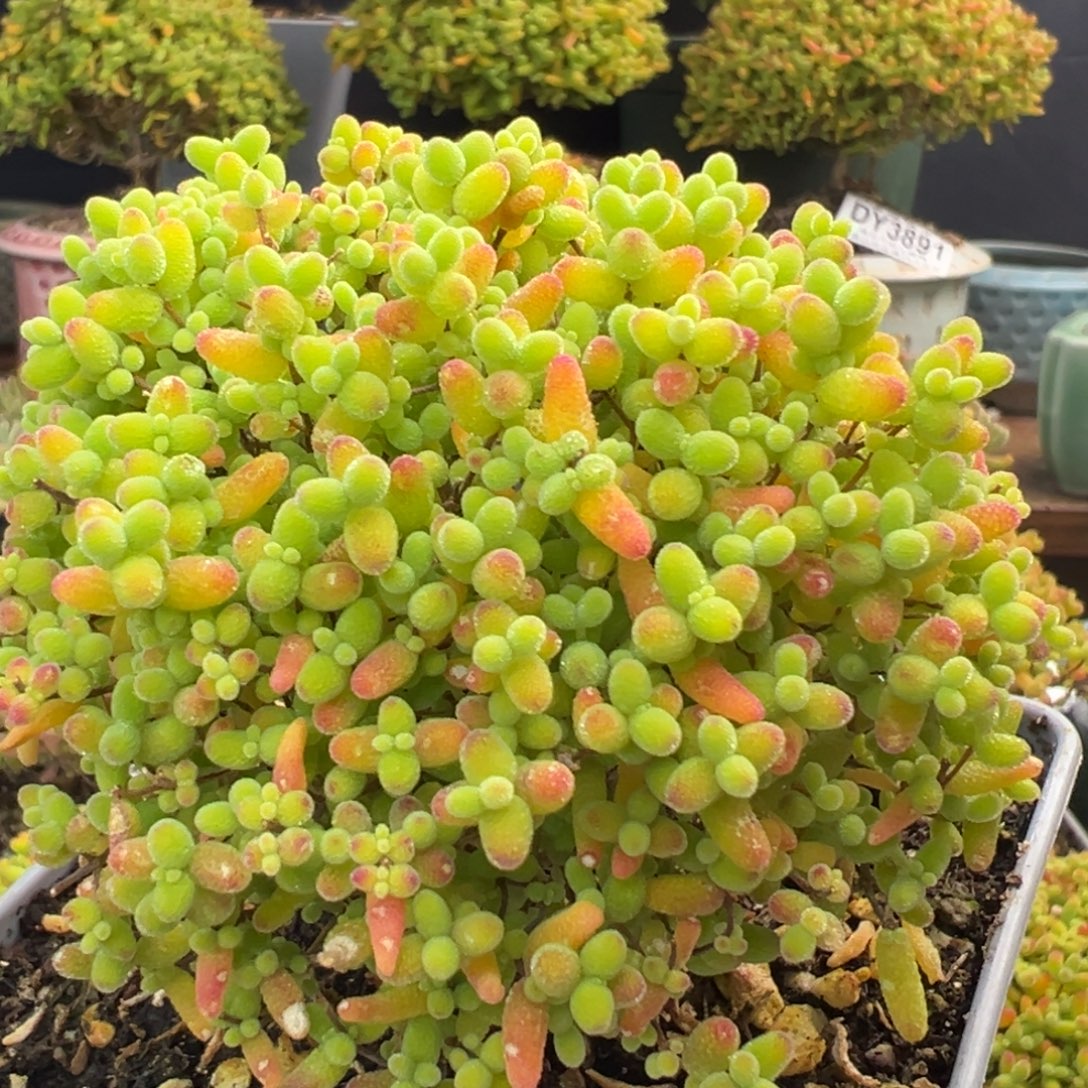 u821直杆蘑菇头蜜橘糖球冠幅9cm双十二活动价