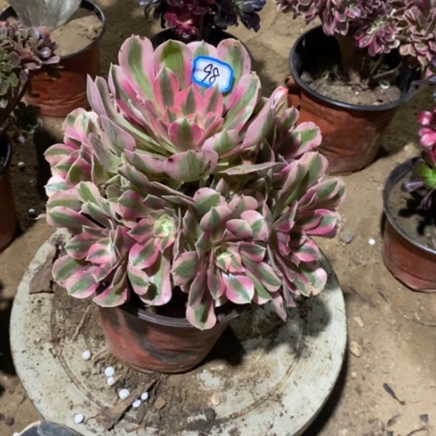 杨*粉女巫捧花一物一拍