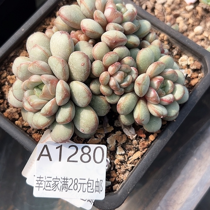 幸运的是我的朋友