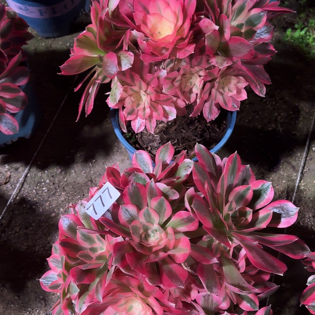 多肉植物福利尾货2棵粉女巫776777