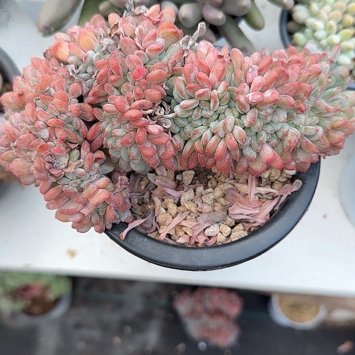 青蛙王子儿童牙膏套装11