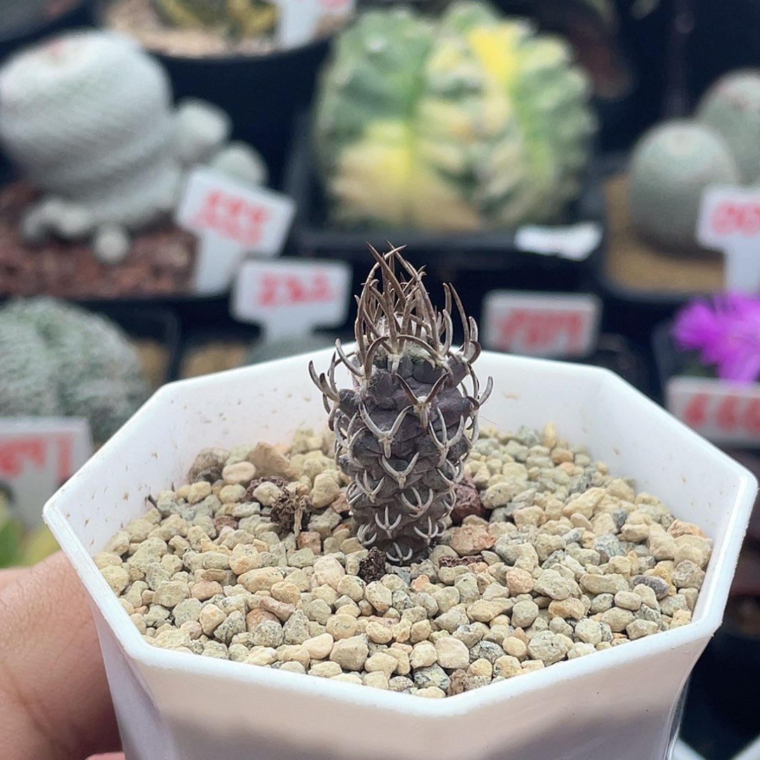 实生黄龙丸仙人球多肉