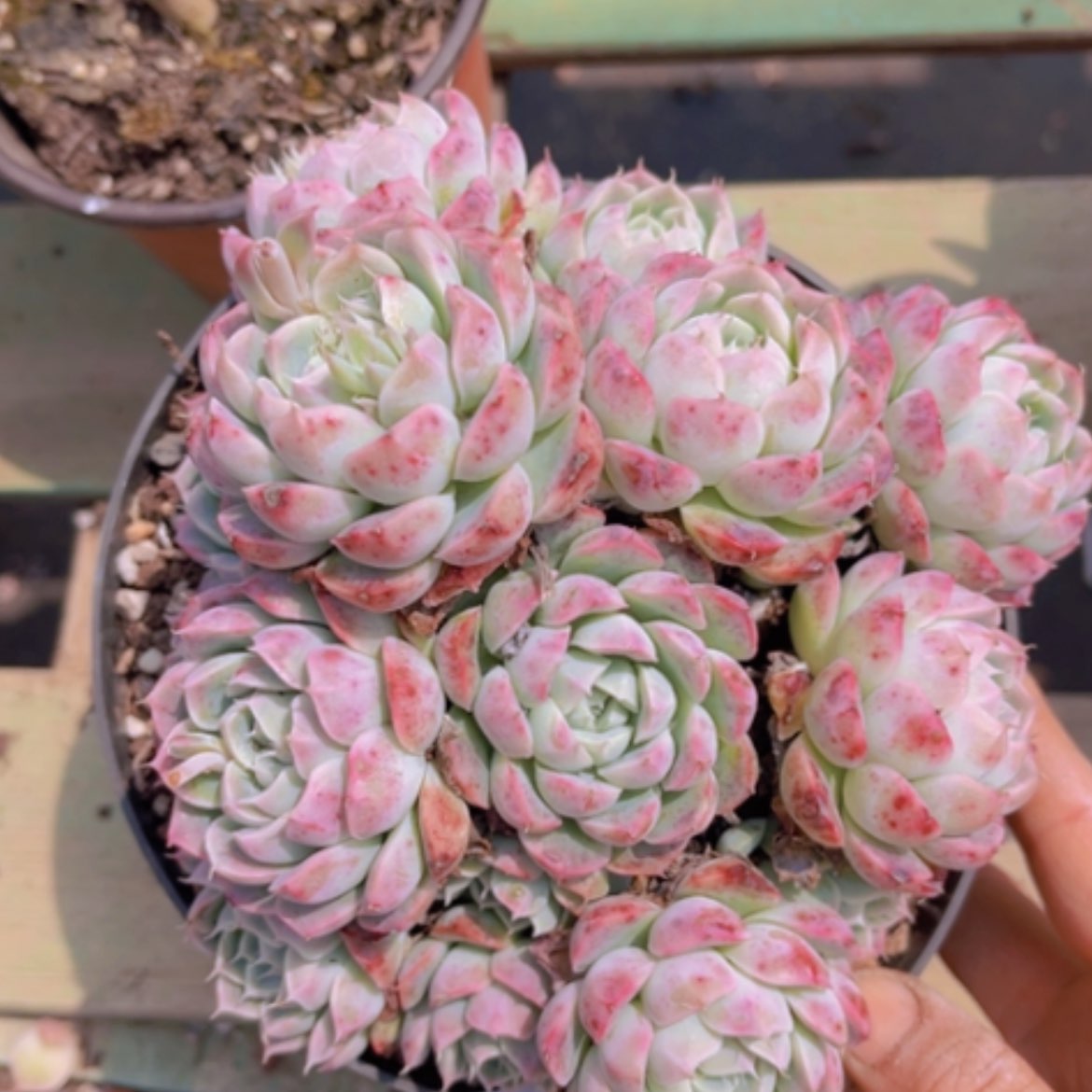 【闪购商品】月影杂0851