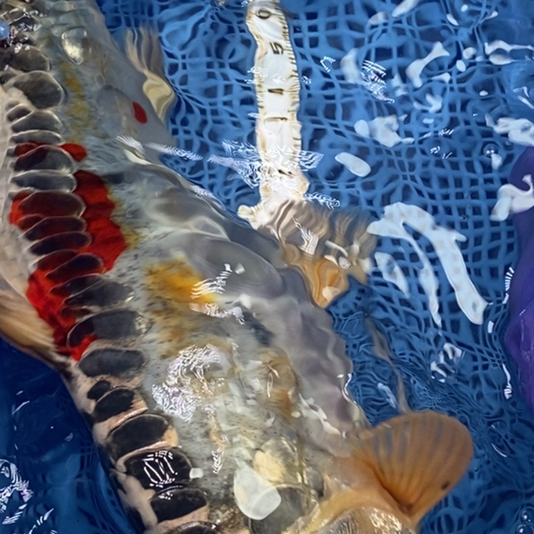 锦鲤冷水锦鲤包邮