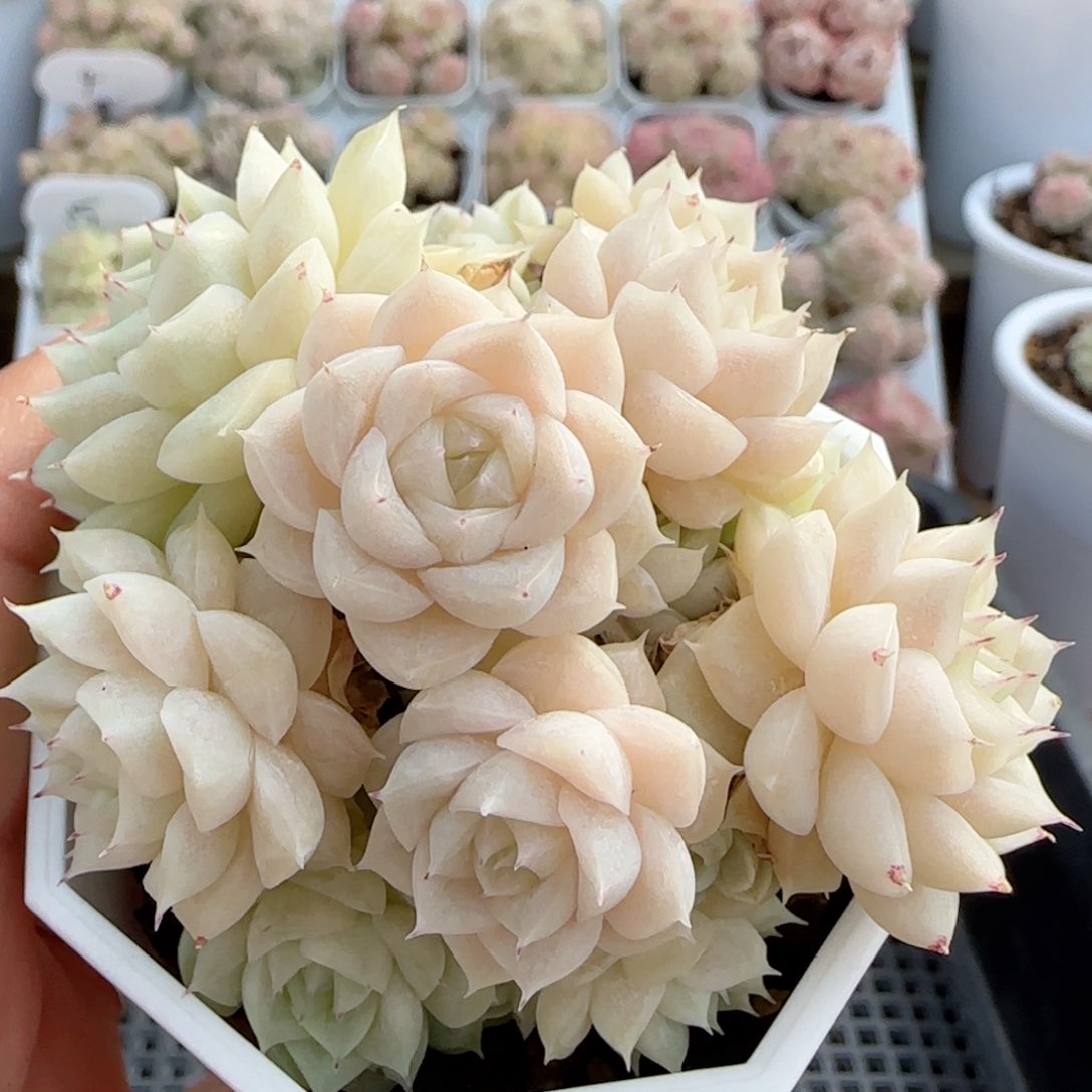 【闪购商品】0123-29（m1-414）