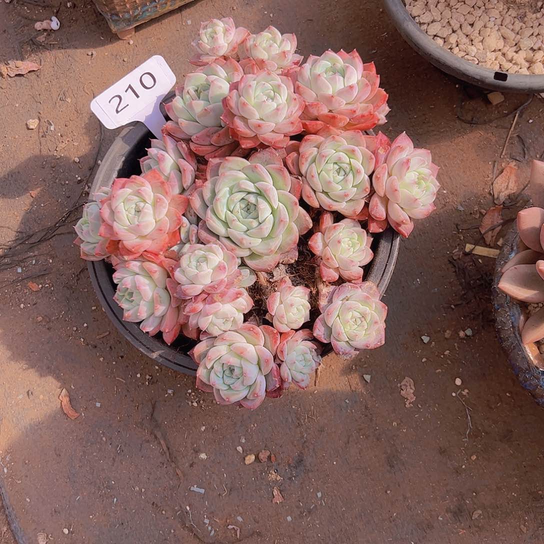 ・**陈210如梦令30不售后