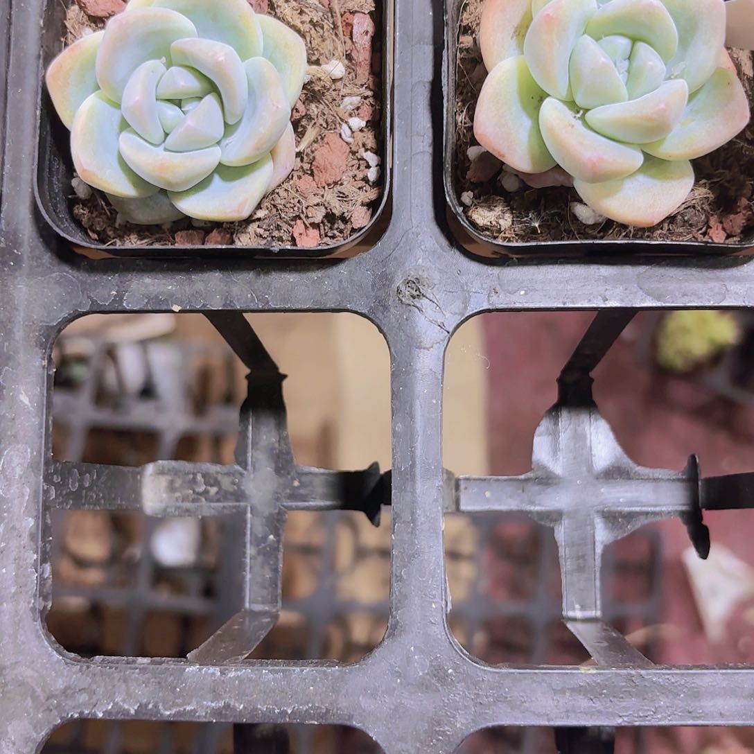 精品冰玉多肉植物