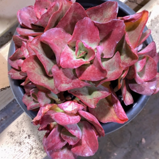 J**哥初吻多肉5556555