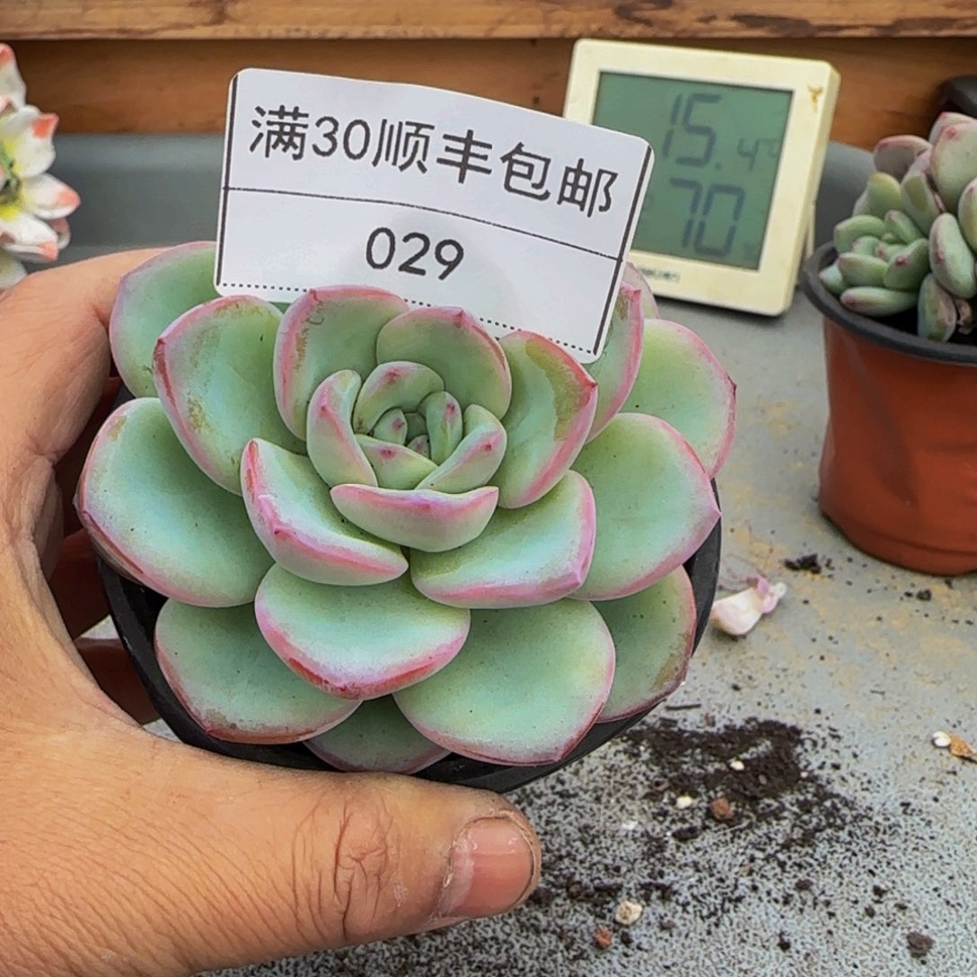 029奶油泡芙多肉单头