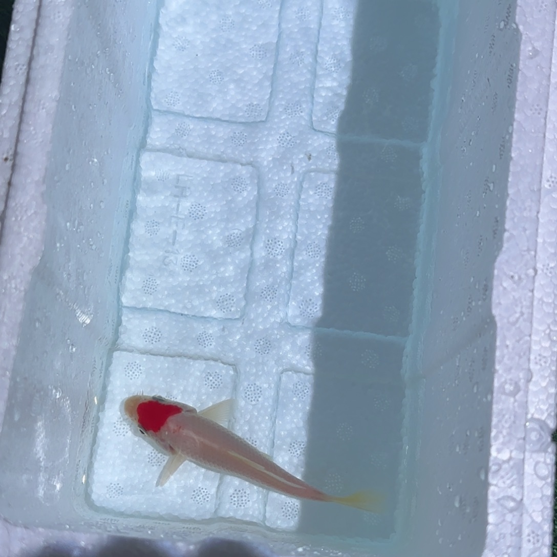 海水鱼锦鲤鱼观赏鱼 一物一拍