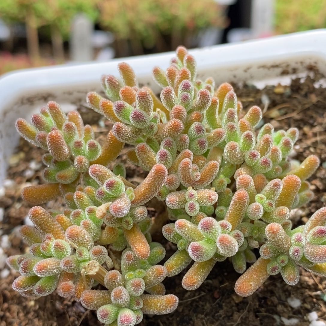 冰晶杂橙A988枝干番杏