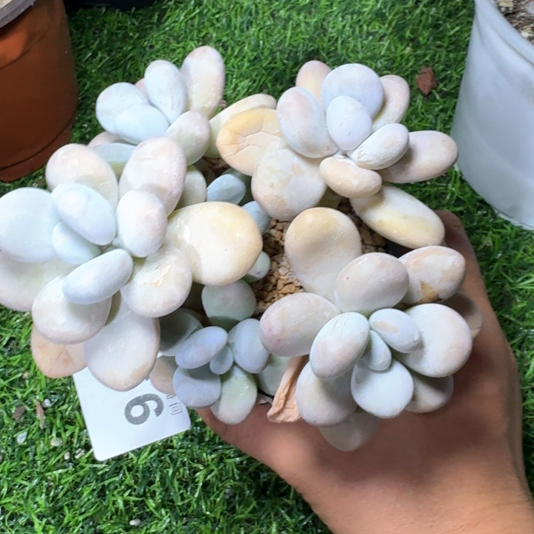 奶酪老桩            多肉植物