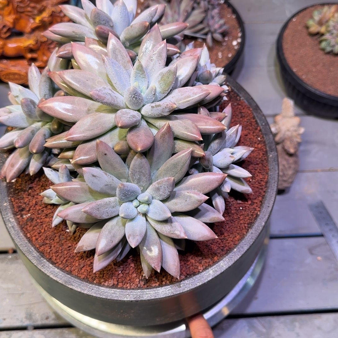 红胖体哥特萝莉多肉植物一物一拍