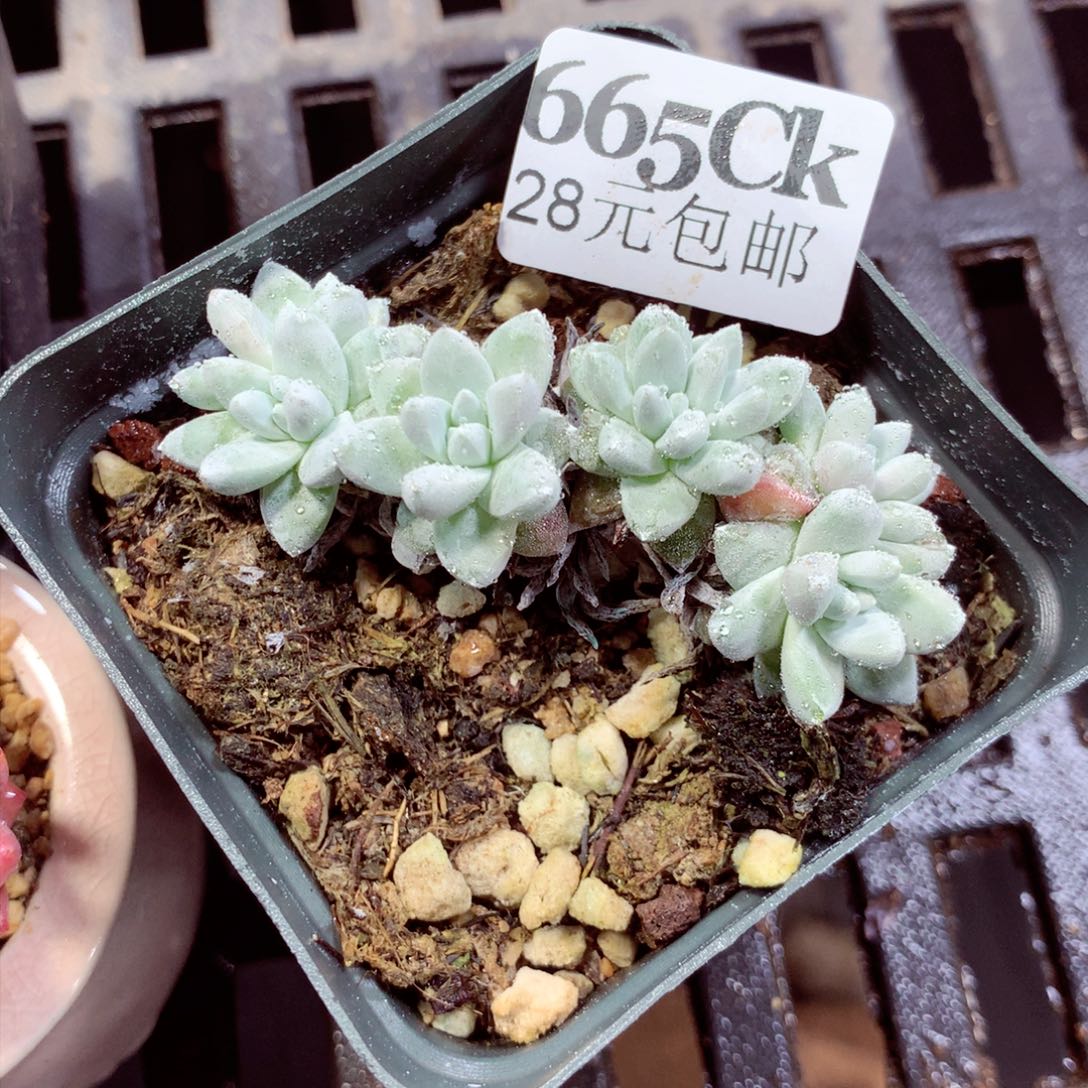5厘米盆精控多肉665