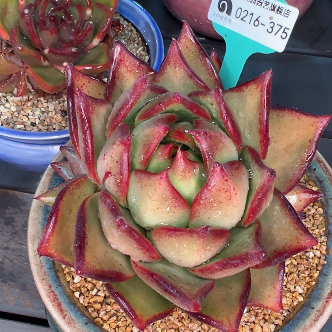 从前慢多肉精选编号0216.375